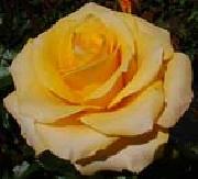 unknow artist Realistic Yellow Rose oil painting artist